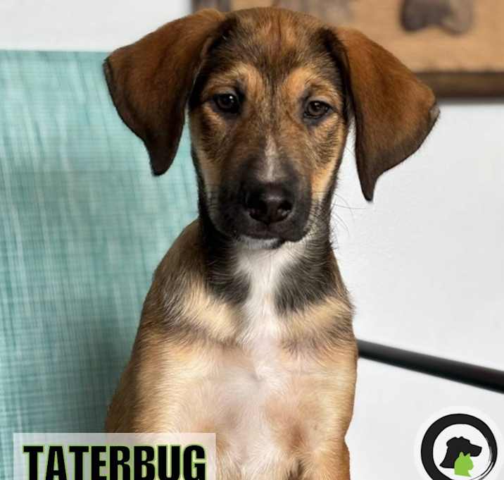 Photo of Taterbug 