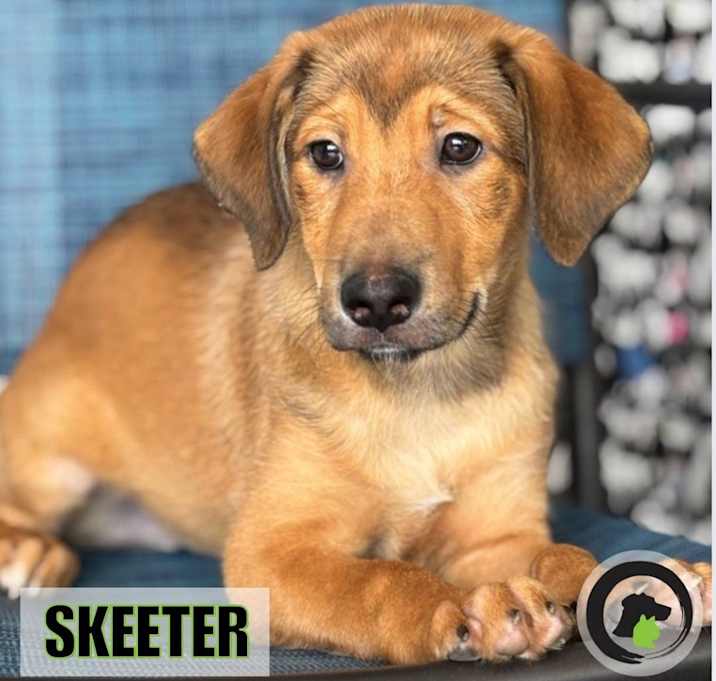 Photo of Skeeter