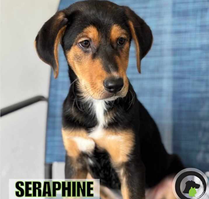 Photo of Seraphine