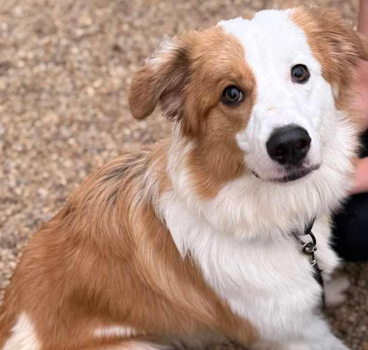 Photo of Pretzel
