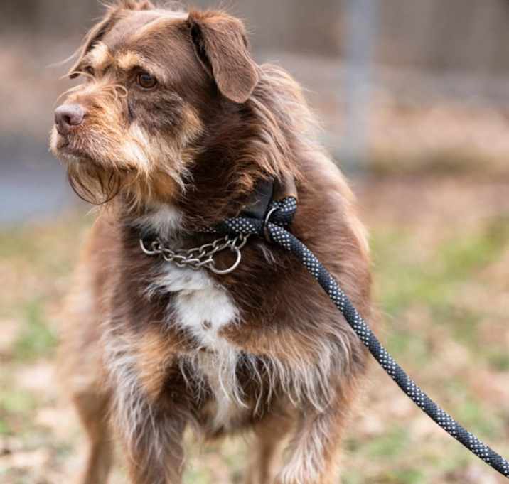 Photo of Bailey