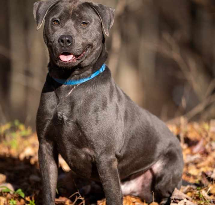 Photo of PupPup