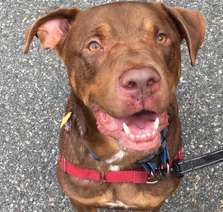 Photo of Roscoe-Sponsor Me!