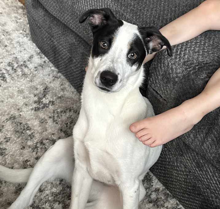 Photo of Gunner
