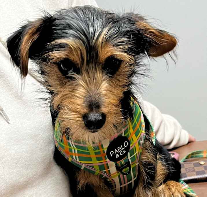 Photo of Rufus