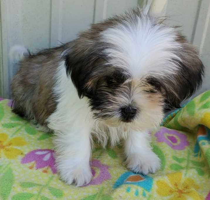 Photo of Tiny Tim