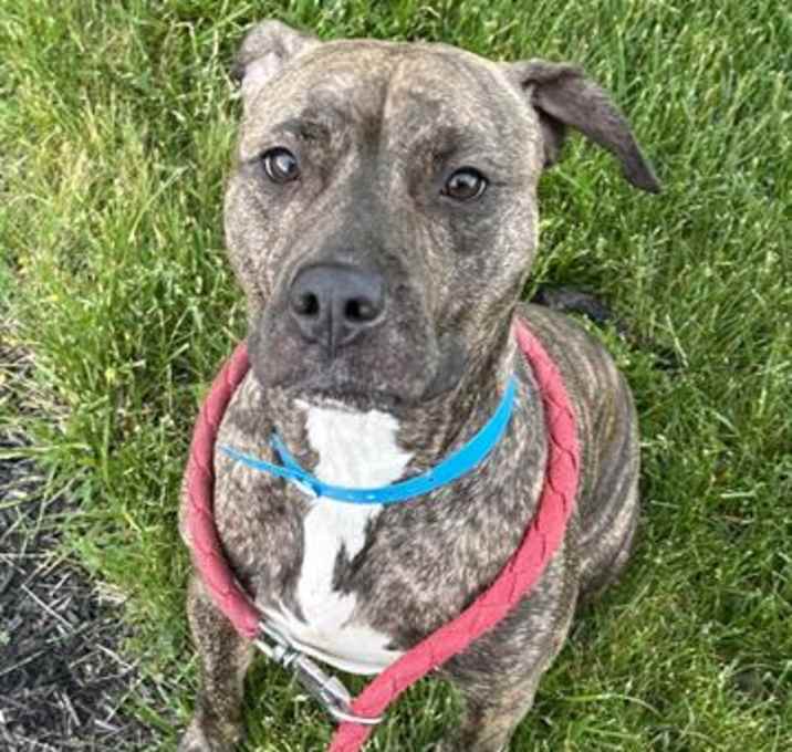 Photo of DOZER