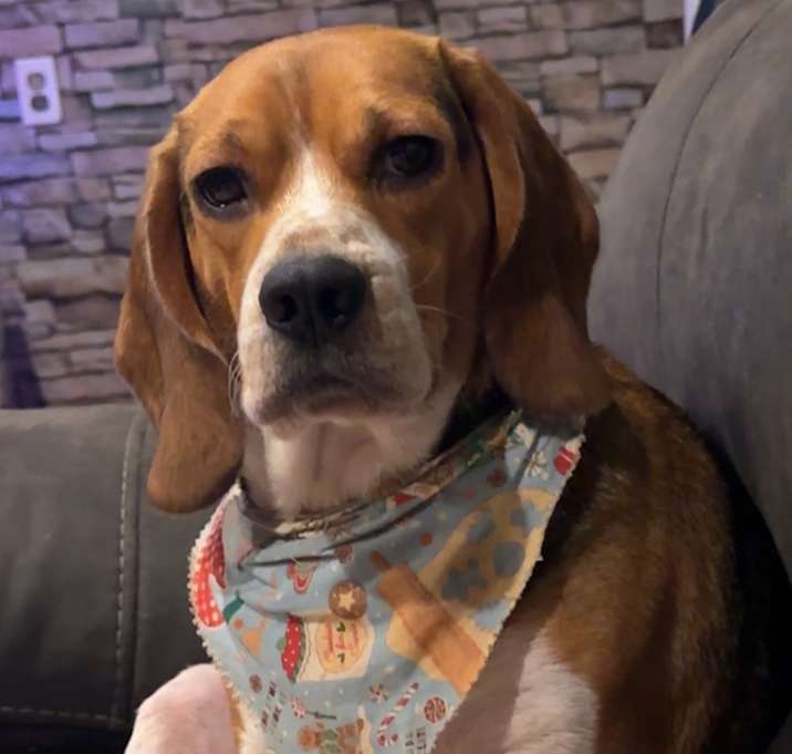 Photo of Gunner