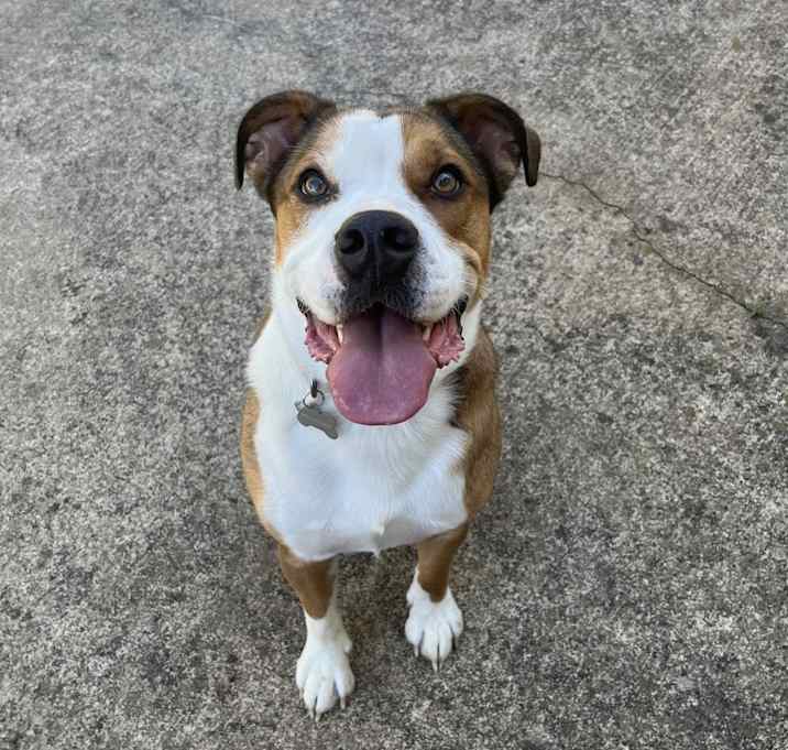 Photo of Chop