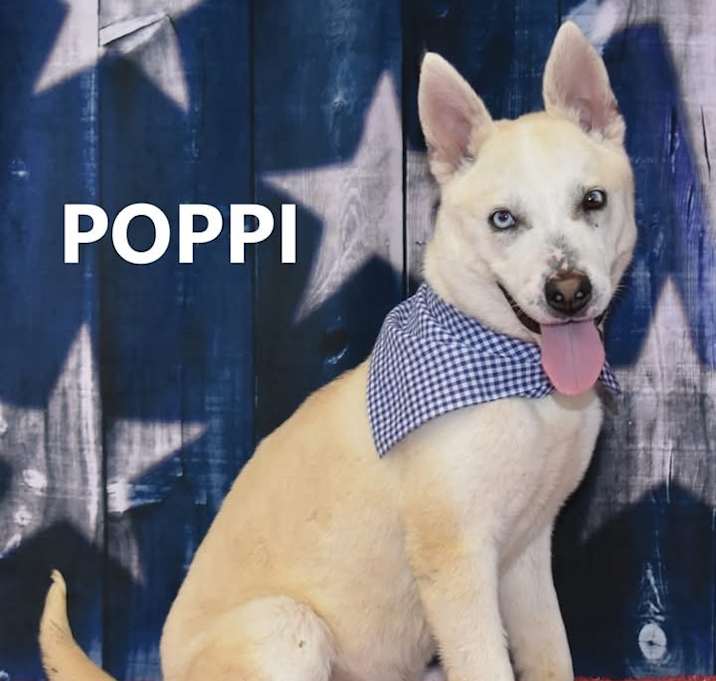 Photo of Poppi