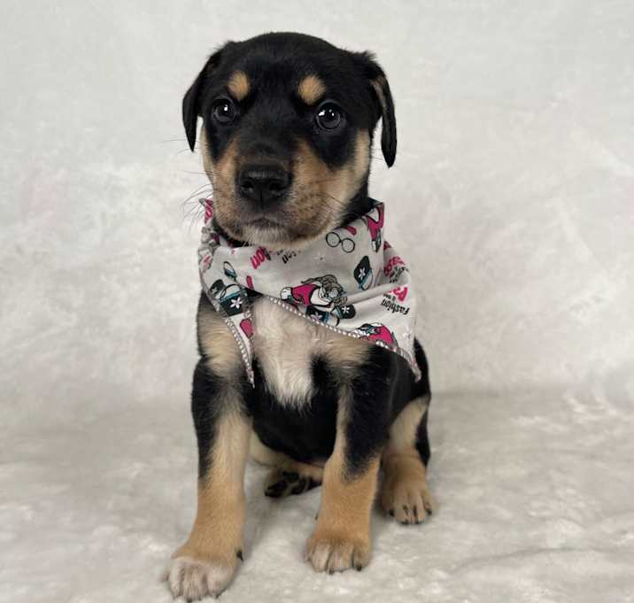 Photo of Annie