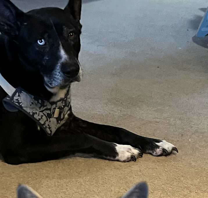 Photo of Luna