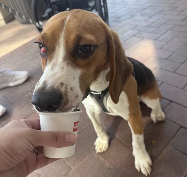 Photo of Arlo