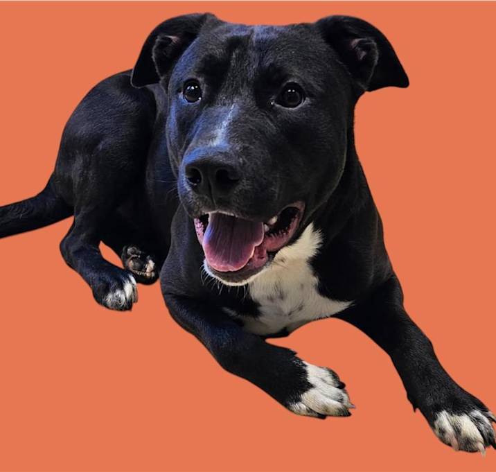 Photo of Pumba
