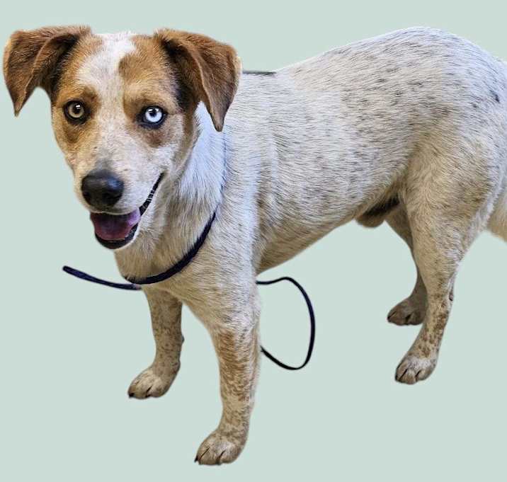 Photo of Shiloh