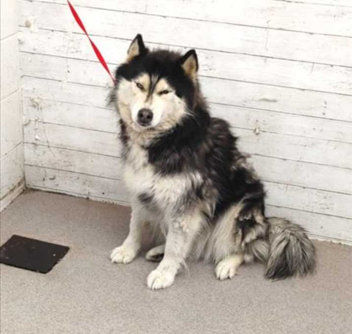 Photo of KIRA