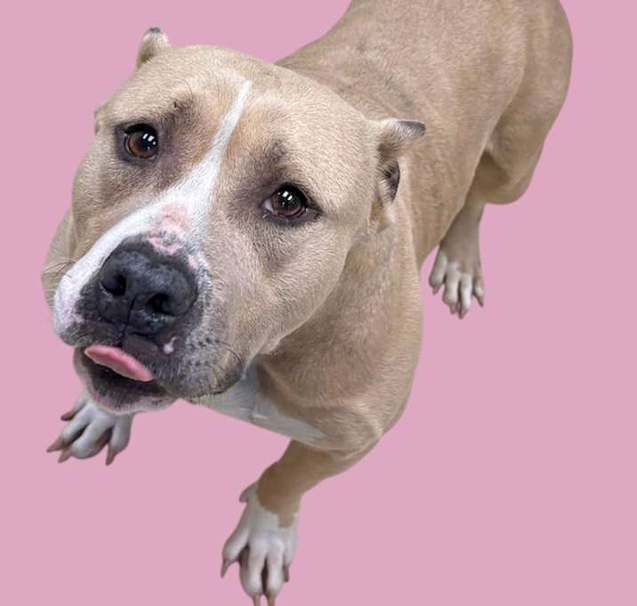 Photo of Xena