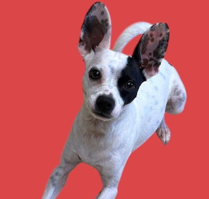 Photo of Mickey