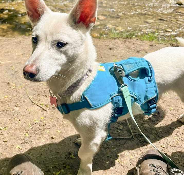 Photo of Lupi