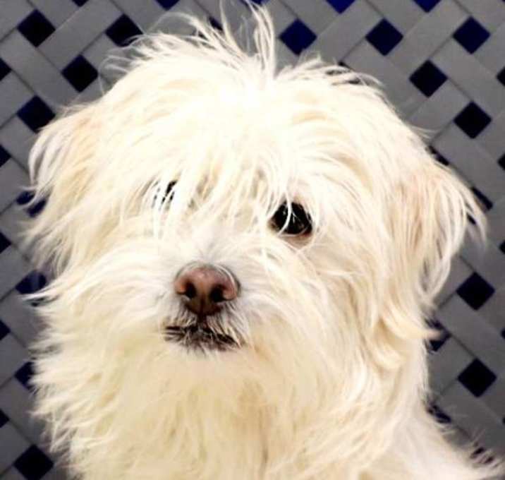 Photo of Whitey