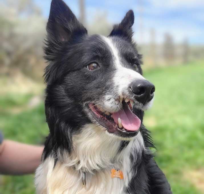 Photo of Atticus
