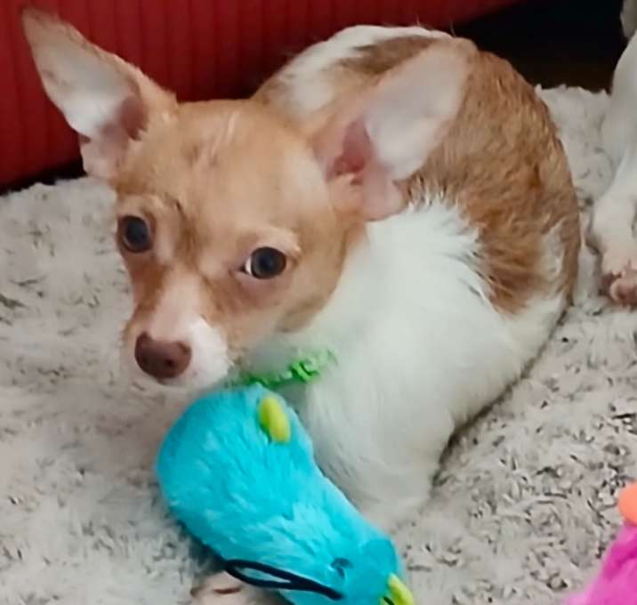 Photo of Cinnamon