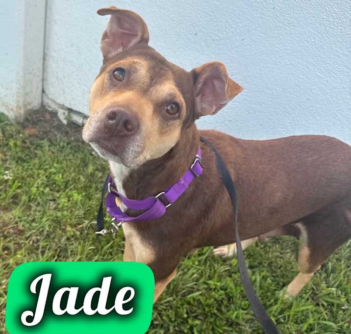 Photo of Jade
