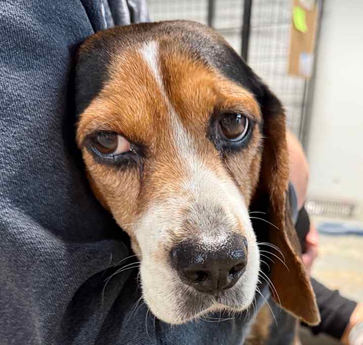 Photo of Daisy $300