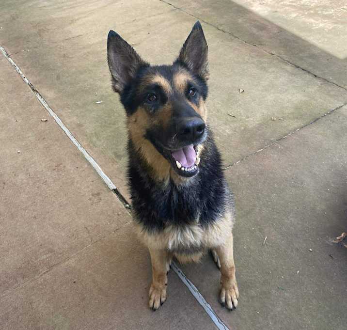 Photo of Gentle Ben