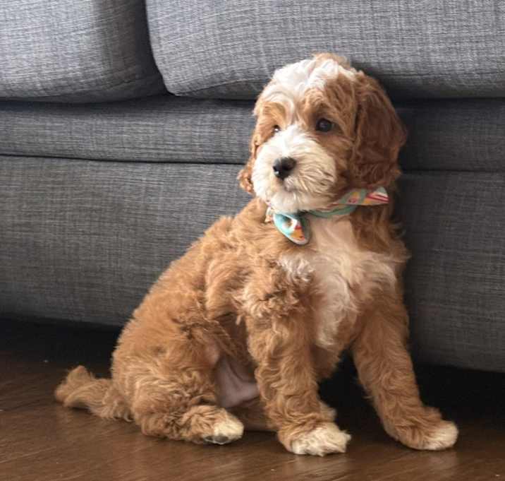 Photo of Charlie Brown
