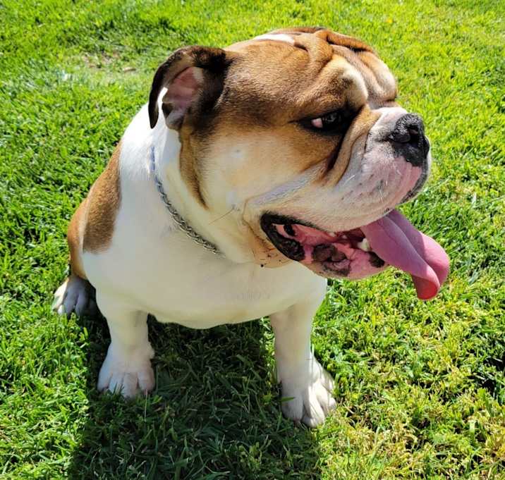 Photo of Sergeant