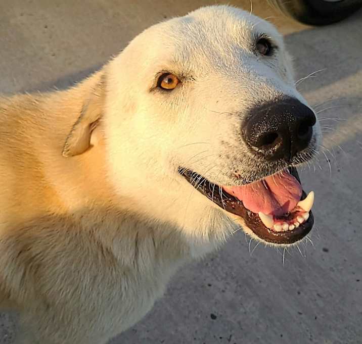 Photo of Peanut