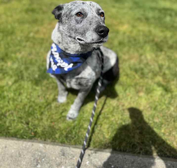 Photo of Bolo