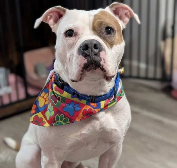 Photo of Chief