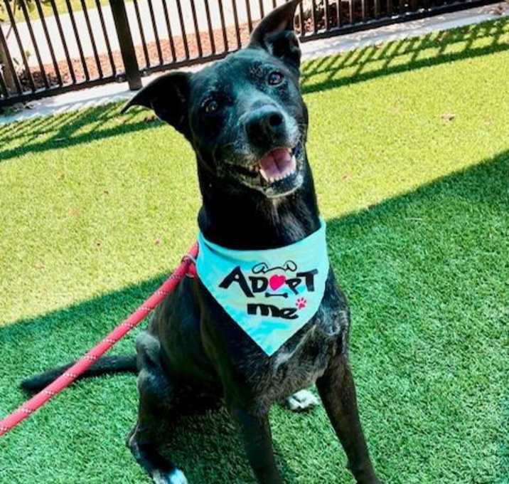 Photo of SMOKEY