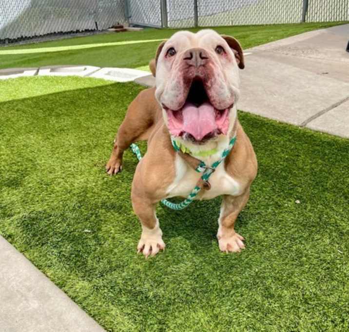 Photo of Ziggy