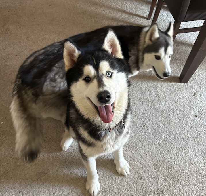 Photo of Achilles