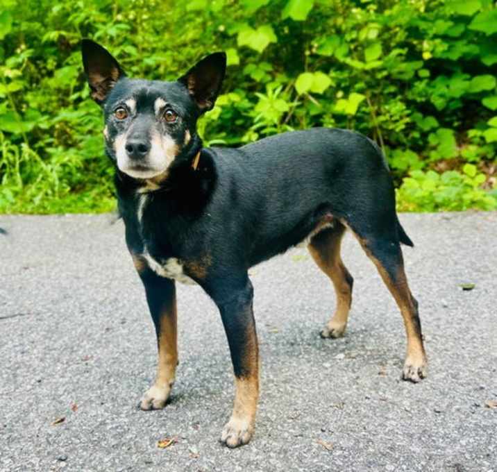 Photo of Roscoe