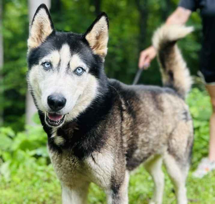 Photo of Sirius