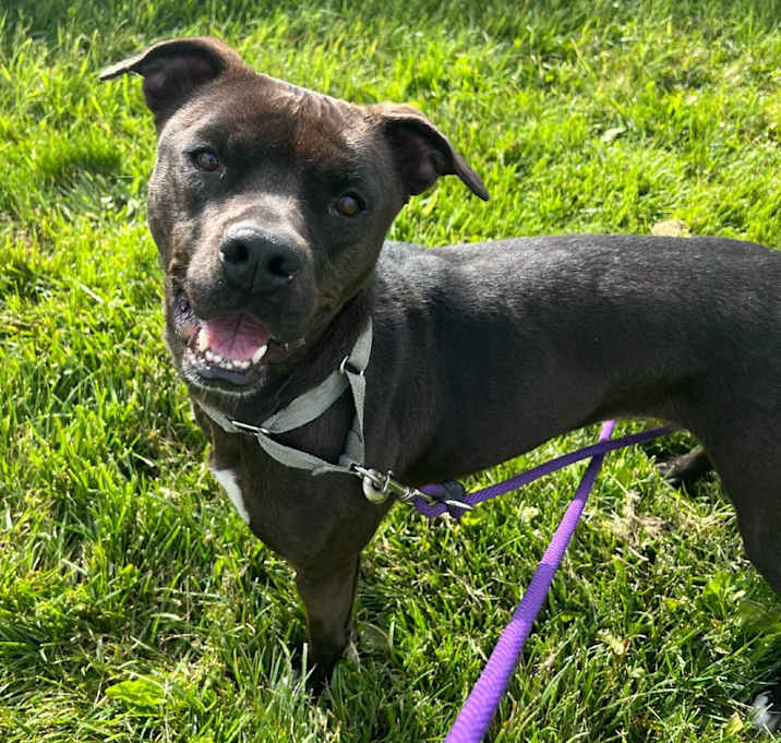 Photo of Cookie