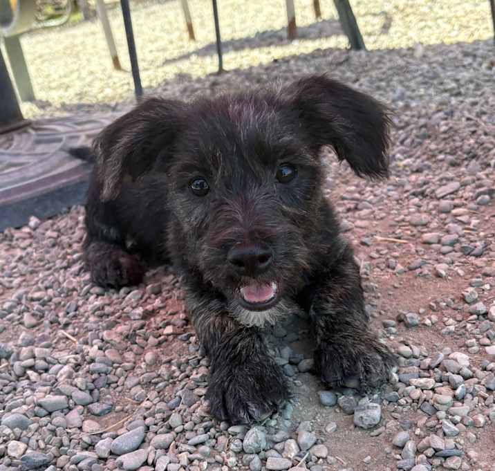 Photo of Munchkin