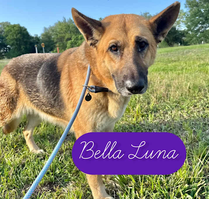 Photo of Bella Luna 