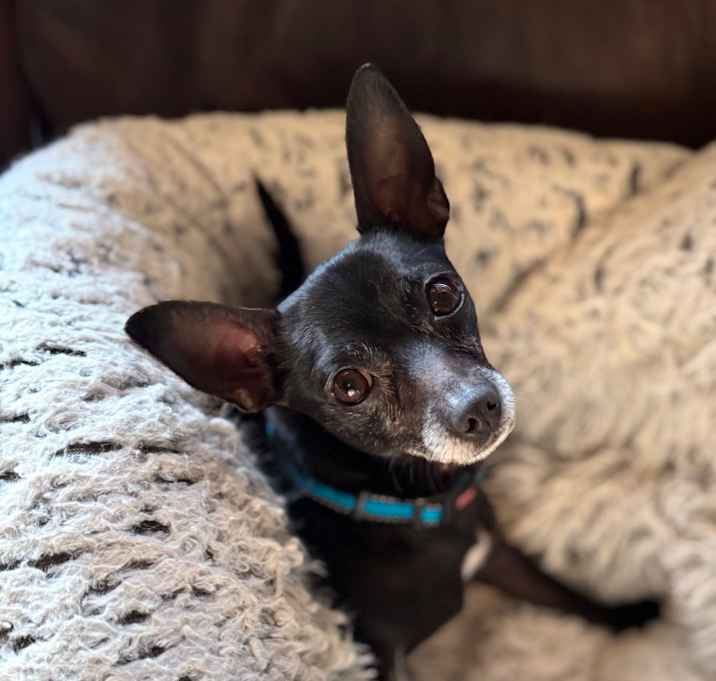 Photo of Alfred