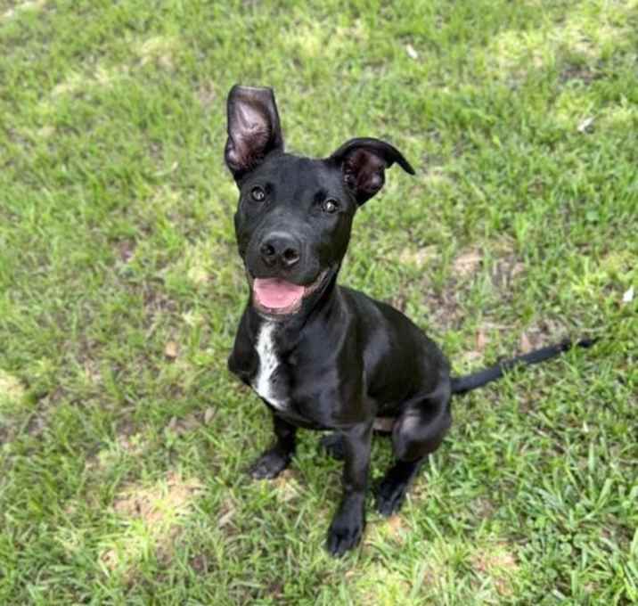 Photo of Tater Toots