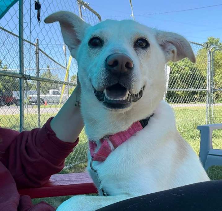 Photo of Snickers