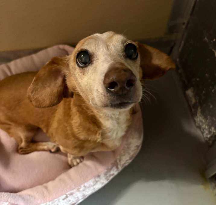 Photo of Honey