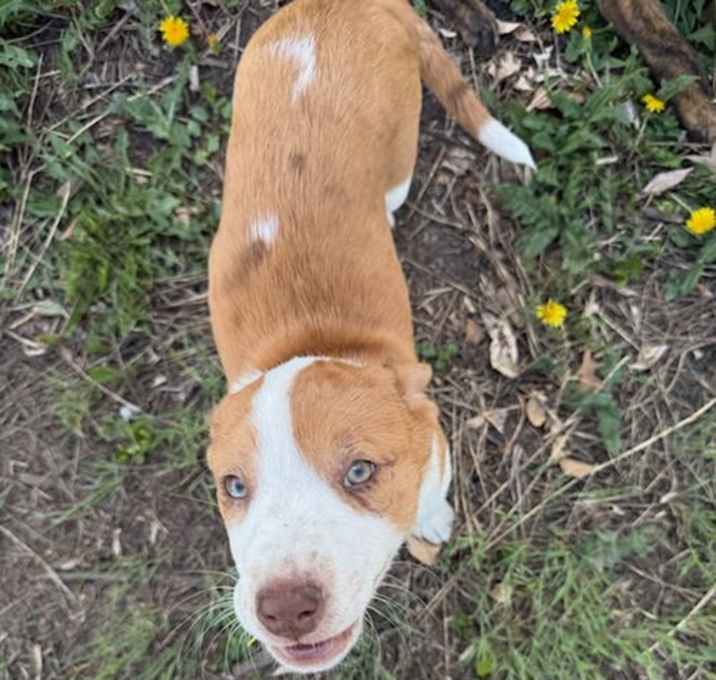 Photo of Romeo
