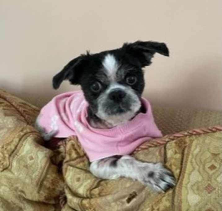 Photo of Layla