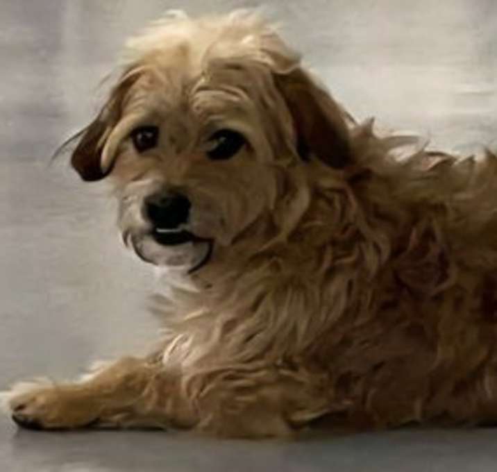 Photo of Scooter 2