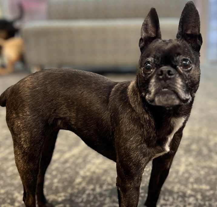 Photo of Lola